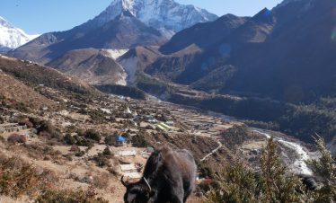 Everest Region - Yak in foreground
