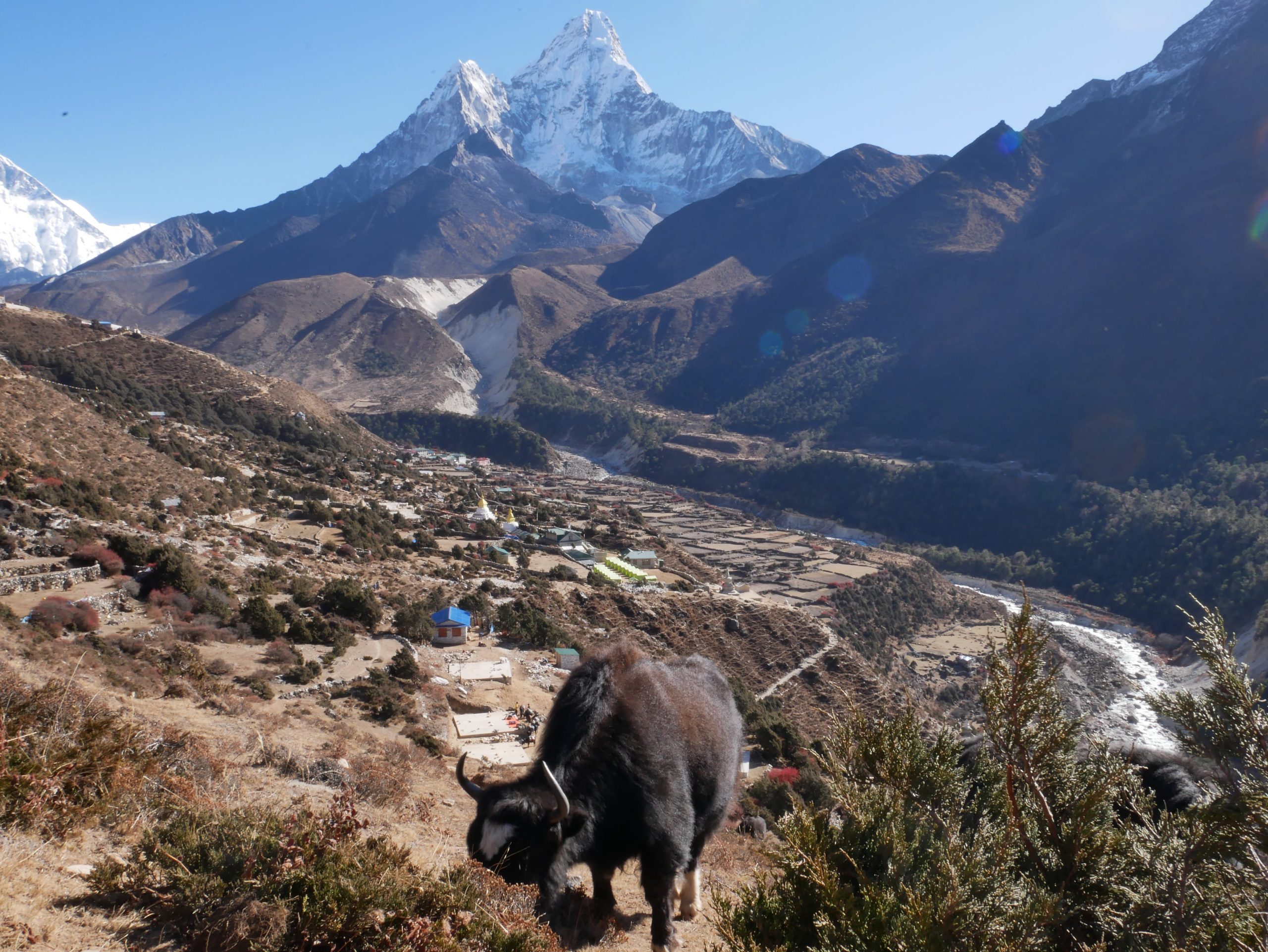 Everest Region - Yak in foreground