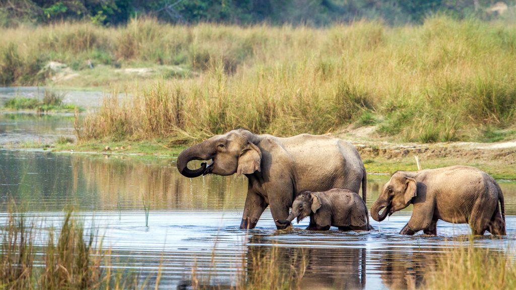 elephant-chitwan national park