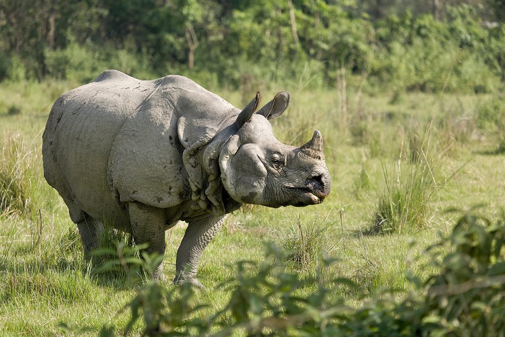 One horned rhino at Chitwan National Park