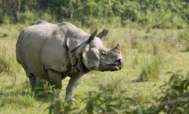 One horned rhino at Chitwan National Park